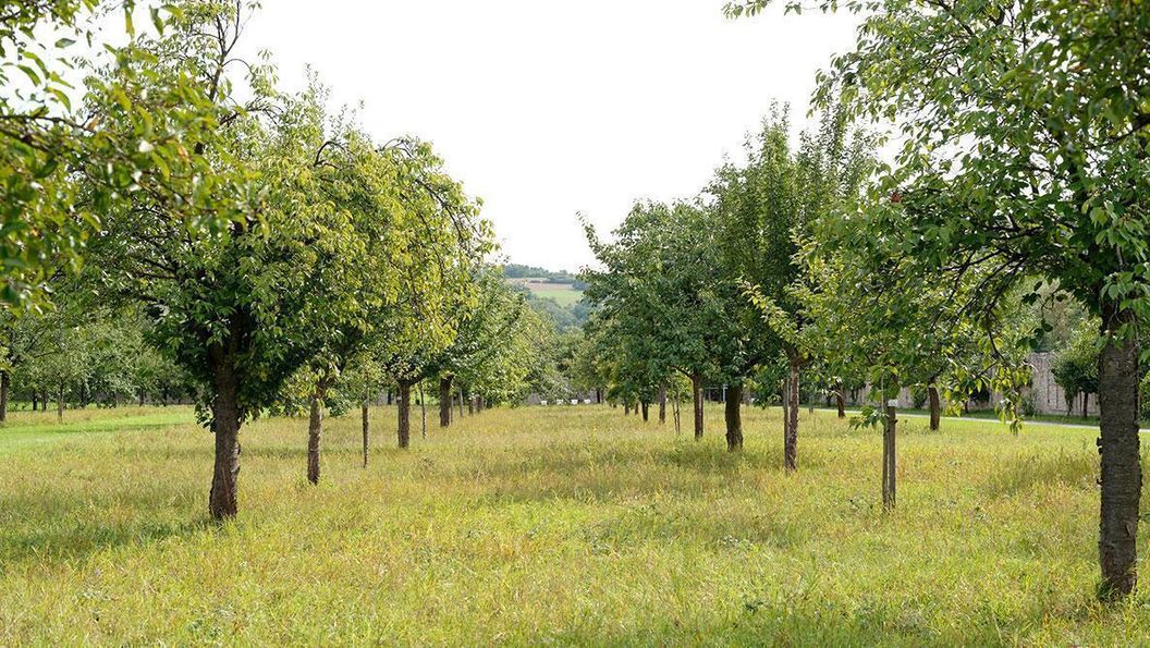 Foto: Staatliche Schlösser und Gärten Baden-Württemberg, Niels Schubert Obstgarten im Garten von Schloss Weikersheim
